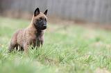 MALINOIS 839